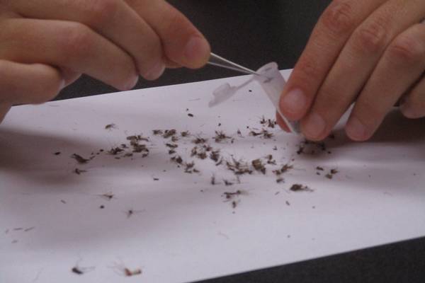 First West Nile virus-related death in Illinois reported in suburban Cook County