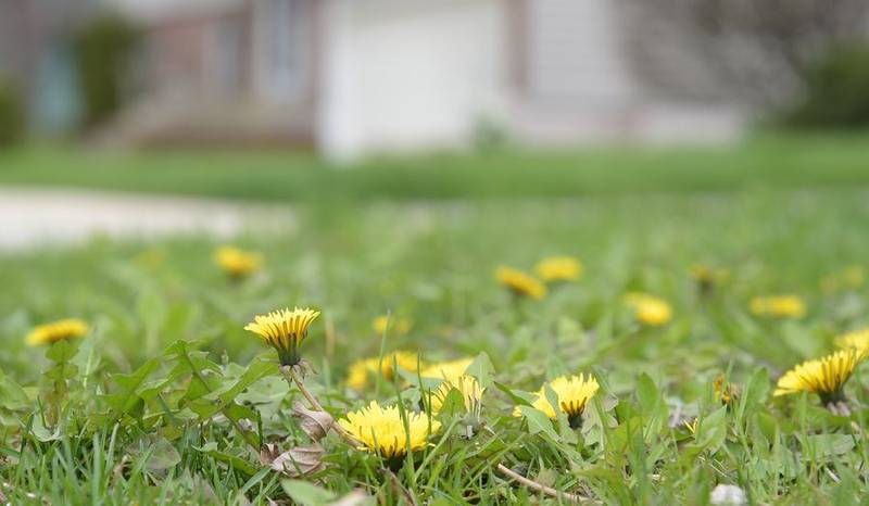 Before reaching for the weed killer this spring, consider some eco-friendly ways to treat your lawn and garden.
