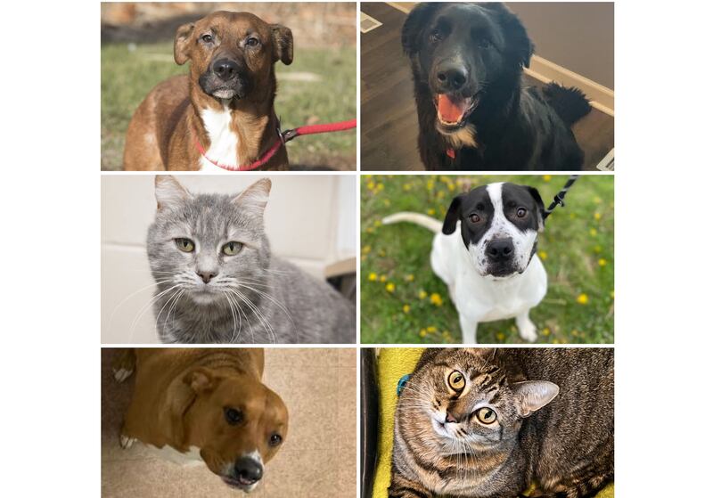 The Herald-News presents this week’s Pets of the Week. Read the description of each pet to find out about that pet, including where he or she can be adopted.