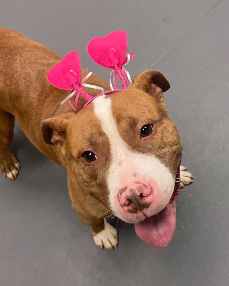 Khan is Save-A-Pet's pet of the week for Feb. 13, 2025.