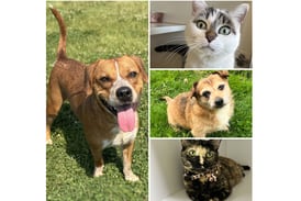 Will County Pets of the Week: June 23, 2025