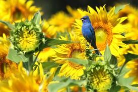 Photos: Sunflowers bloom at Shabbona Lake State Recreation Area
