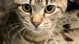 Polydactyl kitten looking for fun, adventure in forever home