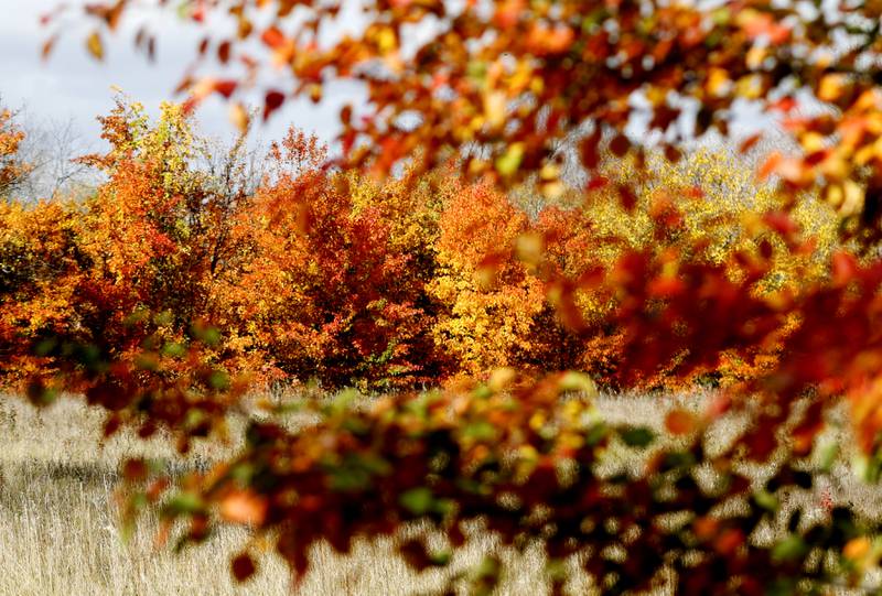 A wave a fall color outlines a pasture Wednesday, Oct. 26, 2022, near the intersection of Wilmot Road and Sundial Lane in Spring Grove.