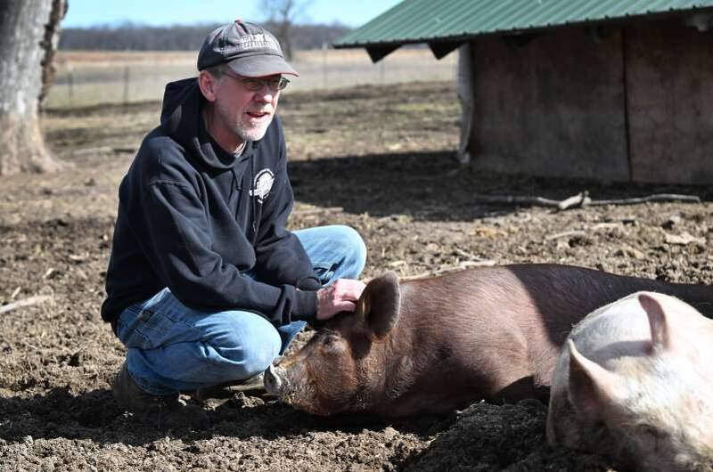 Cliff McConville with some of his crate-free pigs at his All Grass Farms in Kane County just south of Algonquin along Route 31. The pigs will be processed for bacon, pork chops and bratwurst.