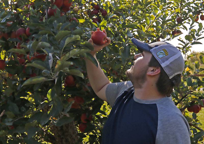 Vincent Wise, of Huntley picks apples on Thursday, Oct. 10, 2024, at the Royal Oak Farm Apple Orchard in Harvard.