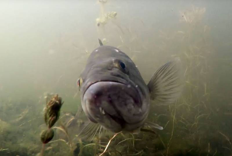 The Forest Preserve District will keep the gates open on Wednesday at Rock Run Rookery for a special evening of shoreline fishing after dark.