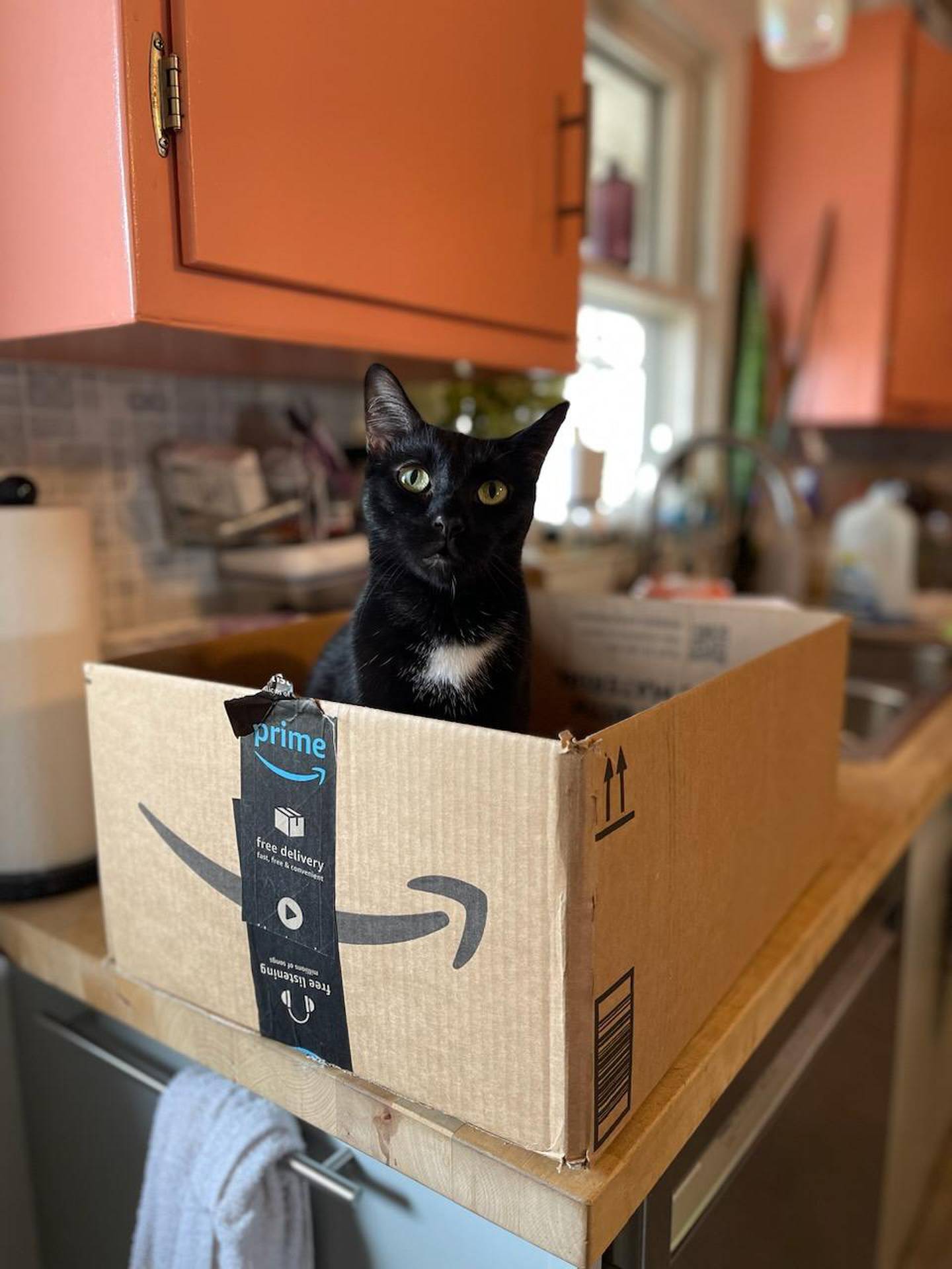 Jules excels at room entrances, “talks” to himself, chases flies and loves to nap and snuggle in laps. He takes medicine twice a day for a well-managed health condition and meows to let people know it’s medicine time. To meet Jules, visit forgetmenotrescue.com.