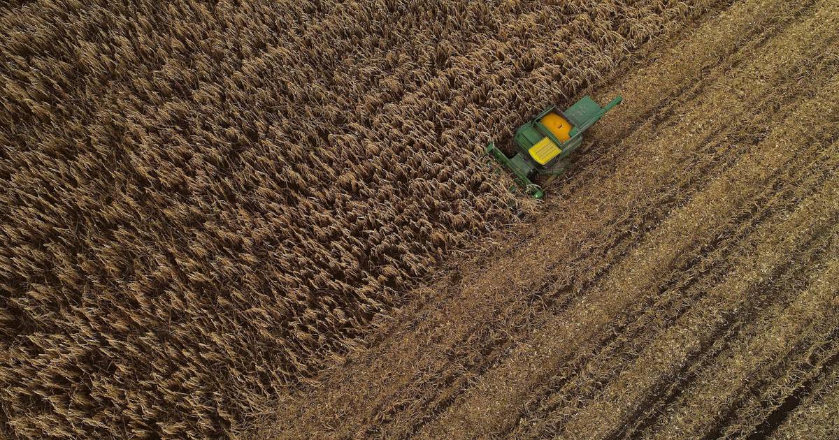 Economist: Significant surprises in USDA crop report