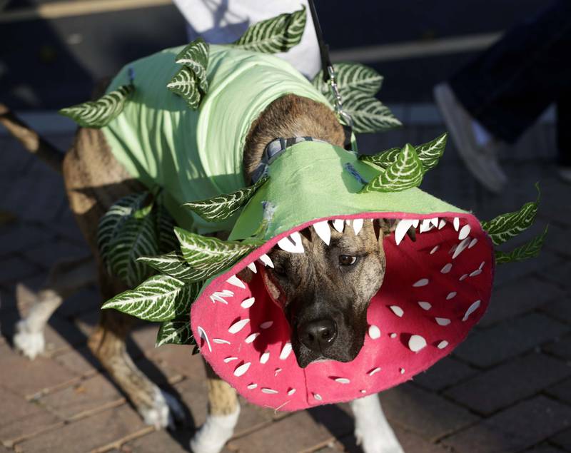 Many unique and different dogs were wearing creative costumes during the Howl O’ Ween Dog Parade Saturday October 22, 2022 at Peck Farm Park in Geneva.