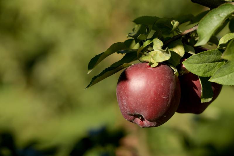 Red Delicious apples ready for the picking at the Jonamac Orchard in Malta on Wednesday, Sept. 28, 2022.