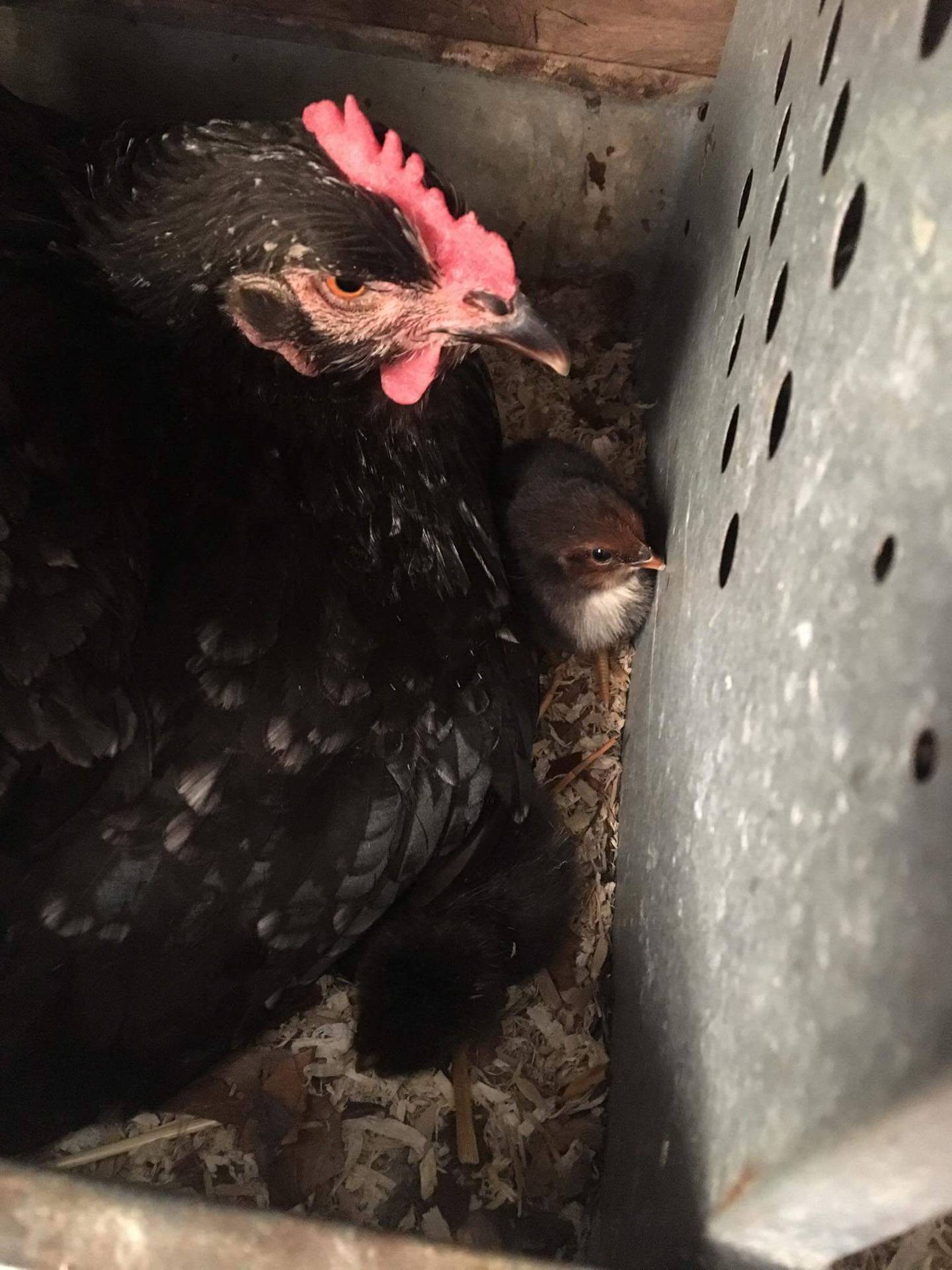 Chickens may go outside when they are fully featured, at approximately 9 weeks of age. Nola Mata of Braidwood and formerly of Wilmington, raised chickens in her backyard from 2014 to 2021. She felt the eggs looked and tasted fresher than store-bought eggs and her young sons loved the experience.