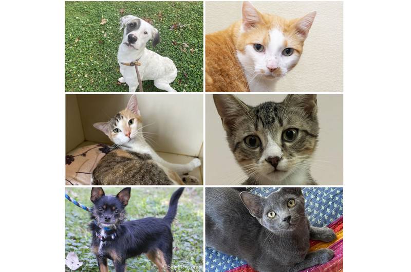 The Herald-News presents this week’s Pets of the Week. Read the description of each pet to find out about it, including where it can be adopted in Will County.