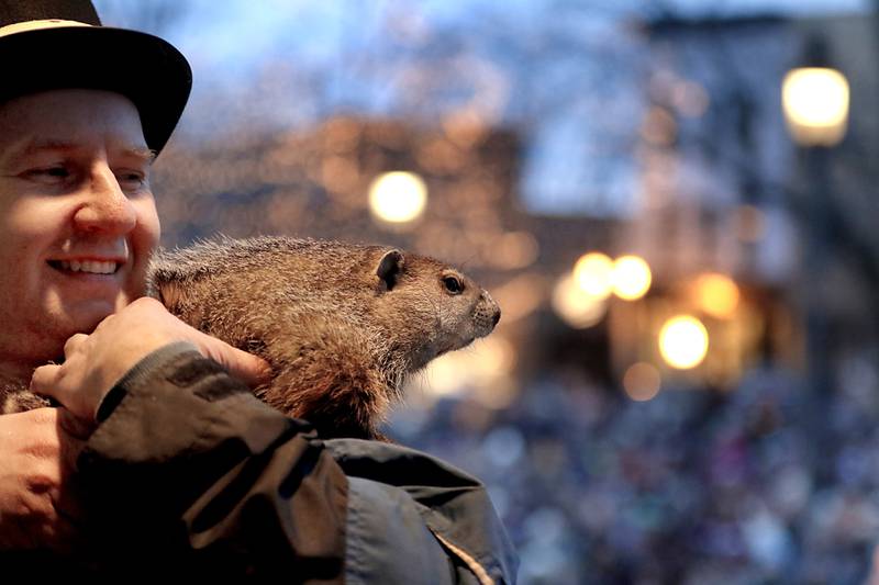 Woodstock Willie is held by handler Mark Szafran as Willie looks to see if he can see his shadow on Sunday, Feb. 2, 2025, during the annual Groundhog Day Prognostication in the Woodstock Square.