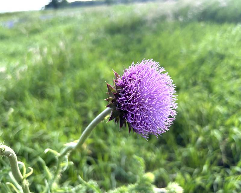 A thistle blooms in a prairie at the Big Bend State Fish & Wildlife Area between Erie and Prophetstown on Saturday, June 21.