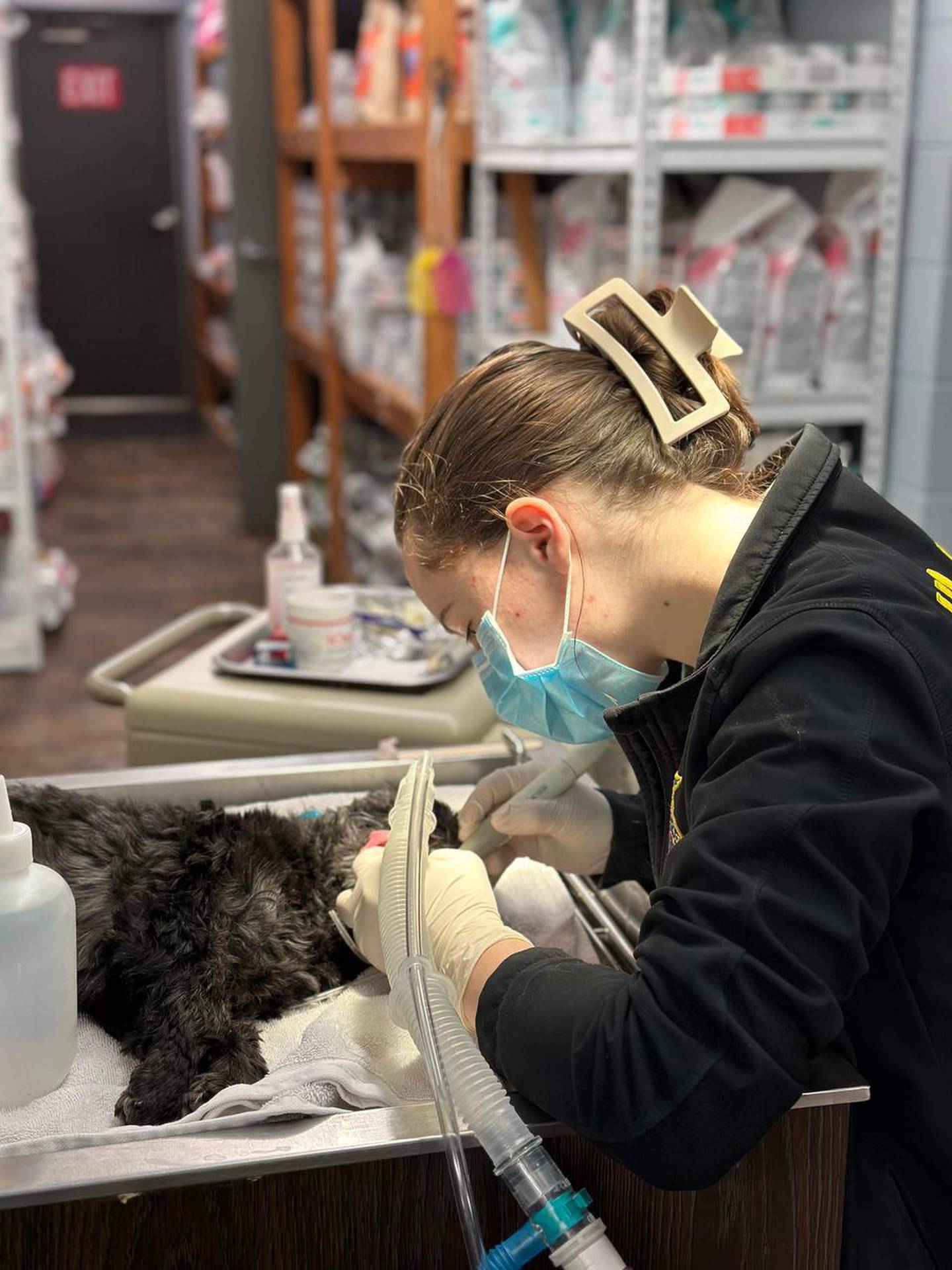 Sydney Long, May 2024 graduate of Streator High School, was named a National Finalist in the area of Veterinary Science with her Supervised Agricultural Experience project at Countryside Vet Clinic.
