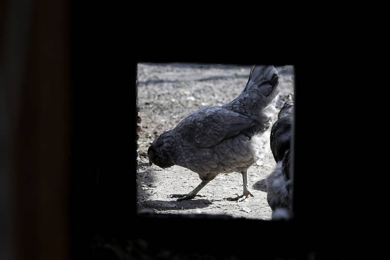 One of Jessica Martell chickens looks for food on Wednesday, March 27, 2024, at her home on Half Mile Trail north of Crystal Lake.