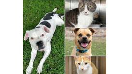 Pets of the Week: Aug. 7, 2023