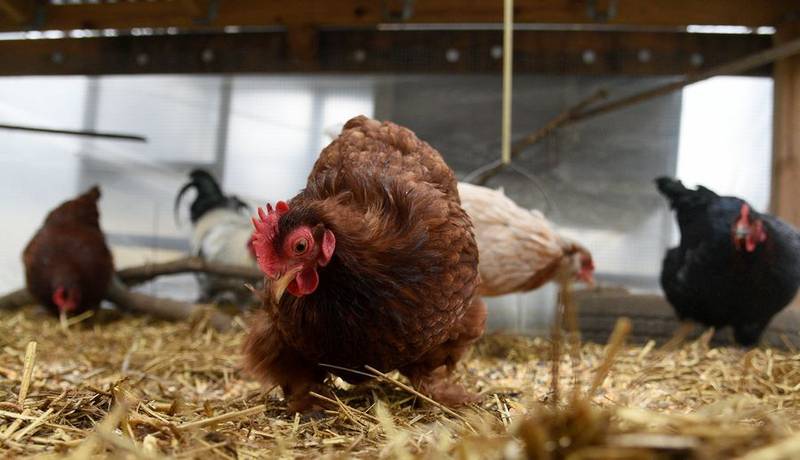 Chickens peck around for food in Andy Atwell's backyard in unincorporated Barrington.