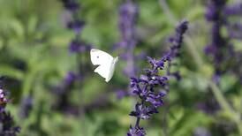 Photos: Summer hangs on around Joliet