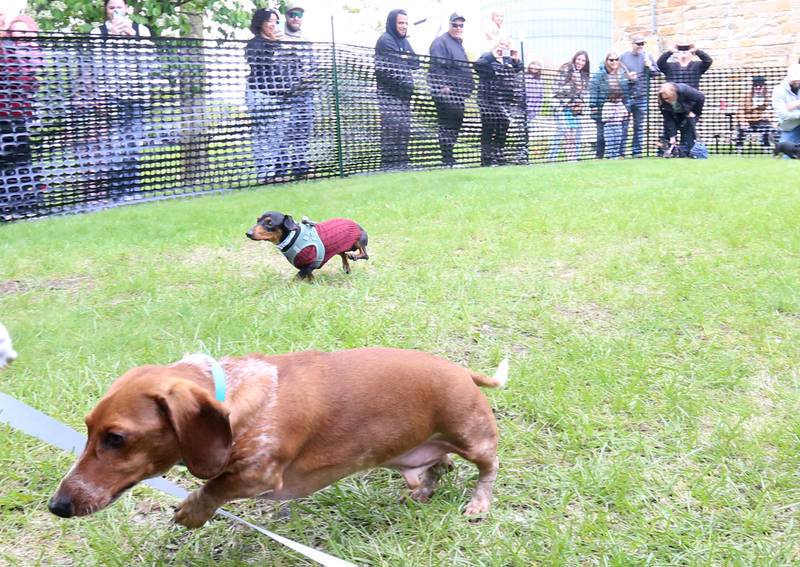 Dachshunds race to the finish line during the Doxie Derby on Saturday, May 2, 2026 next to the La Salle County Historical Society in Utica. The event was part of the Sip 'in' Snip Festival. Around a dozen dogs participated in the races. Proceeds from the event benefited Just Animals Shelter in Mazon.
