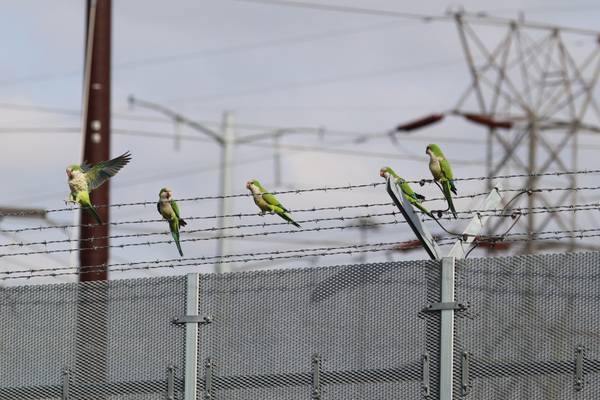 Winging it: How colony of wild parakeets continues to thrive in Lombard