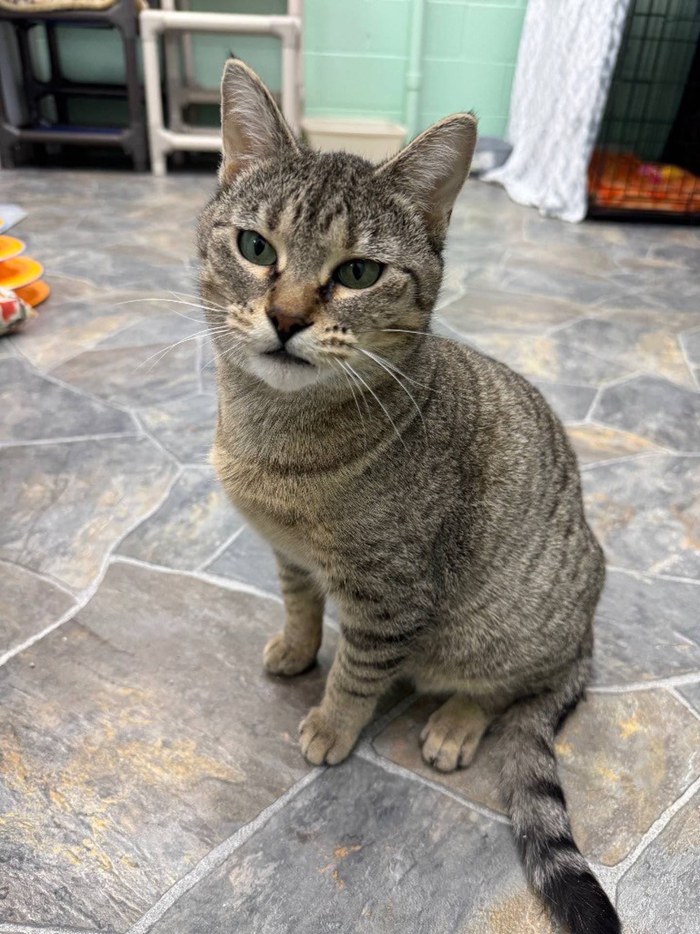 Hilda is a sweet 2-year-old tabby that enjoys pets and toys. Hilda has mild cerebellar hypoplasia, so she has balance/coordination issues and some awkward movements. She eats, drinks and uses the litter box on her own very well. Hilda doesn’t seem to mind other cats, but – due to her balance/coordination issues – can struggle to get away or defend herself the way most cats do. Any other cats in the home must be friendly. Visit willcountyhumane.com and follow the instructions for the adoption process.