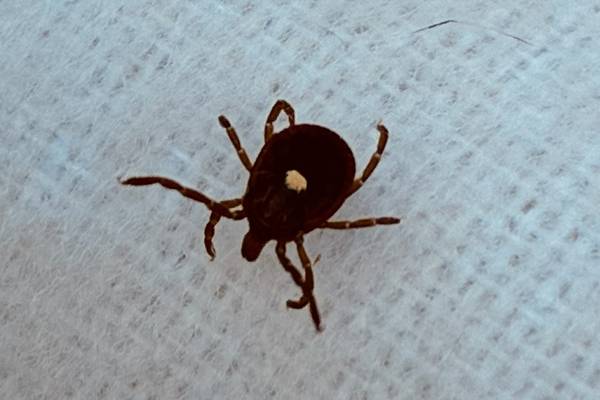 Lone Star ticks detected in northern Illinois as aggressive species spreads north
