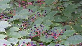 Down the Garden Path: Whistling for dogwoods