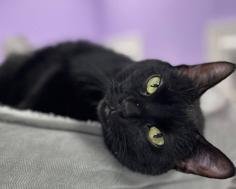 Salem is Save-A-Pet's pet of the week for April 3, 2025.