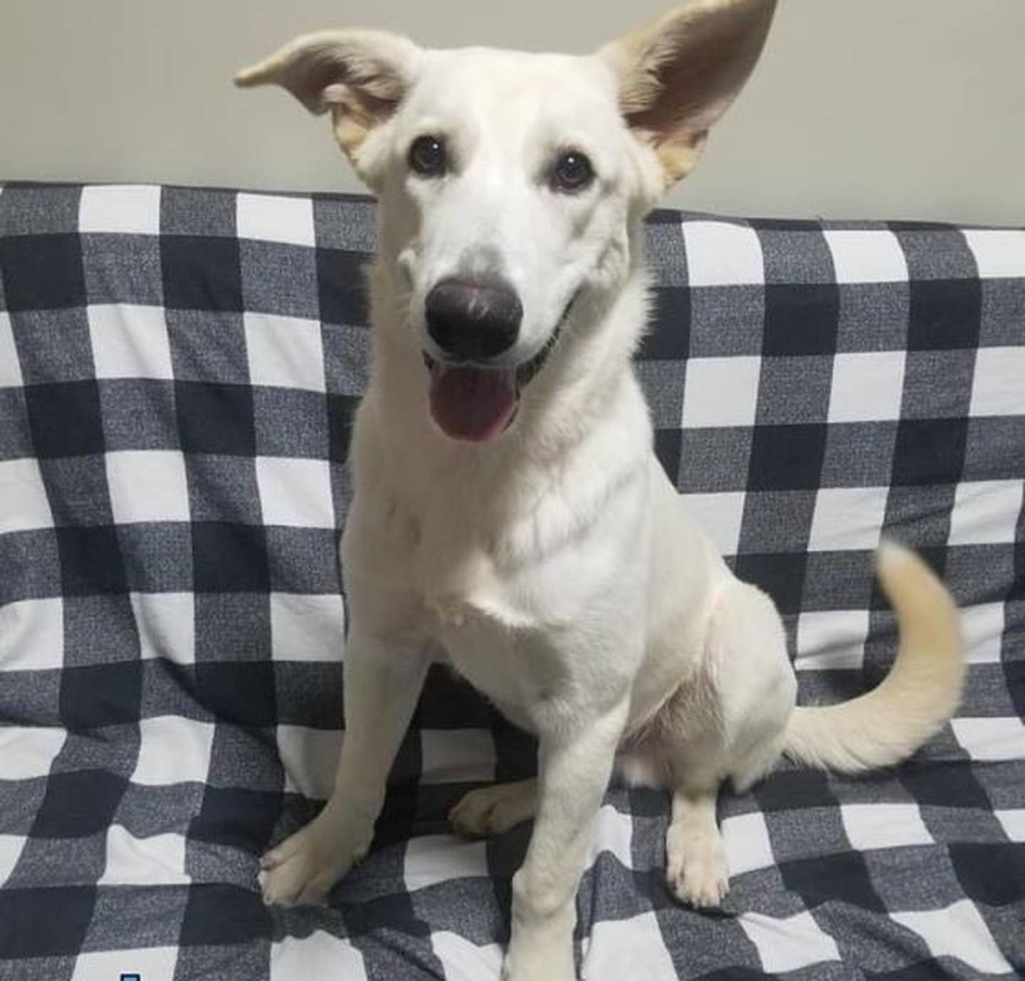 Lucca is a 1-year-old German shepherd and Great Pyrenees mix. To meet Lucca, email hopefultailsadoptions@outlook.com. Visit hopefultailsanimalrescue.org.