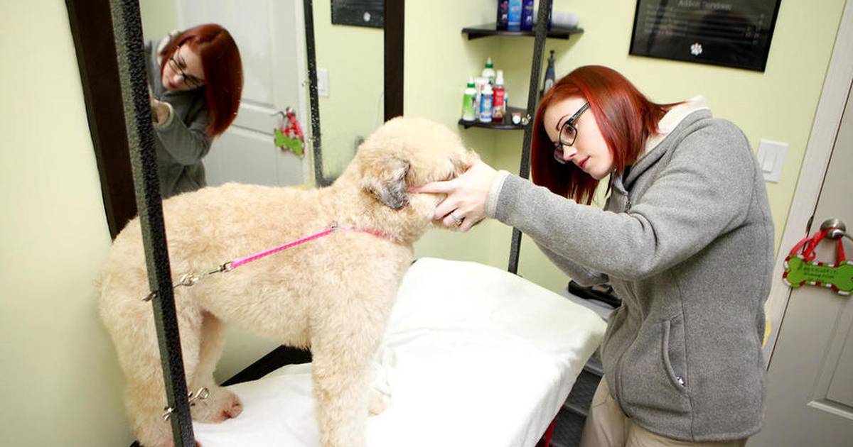 Ragamuffin pet grooming salon opens in Elburn Shaw Local