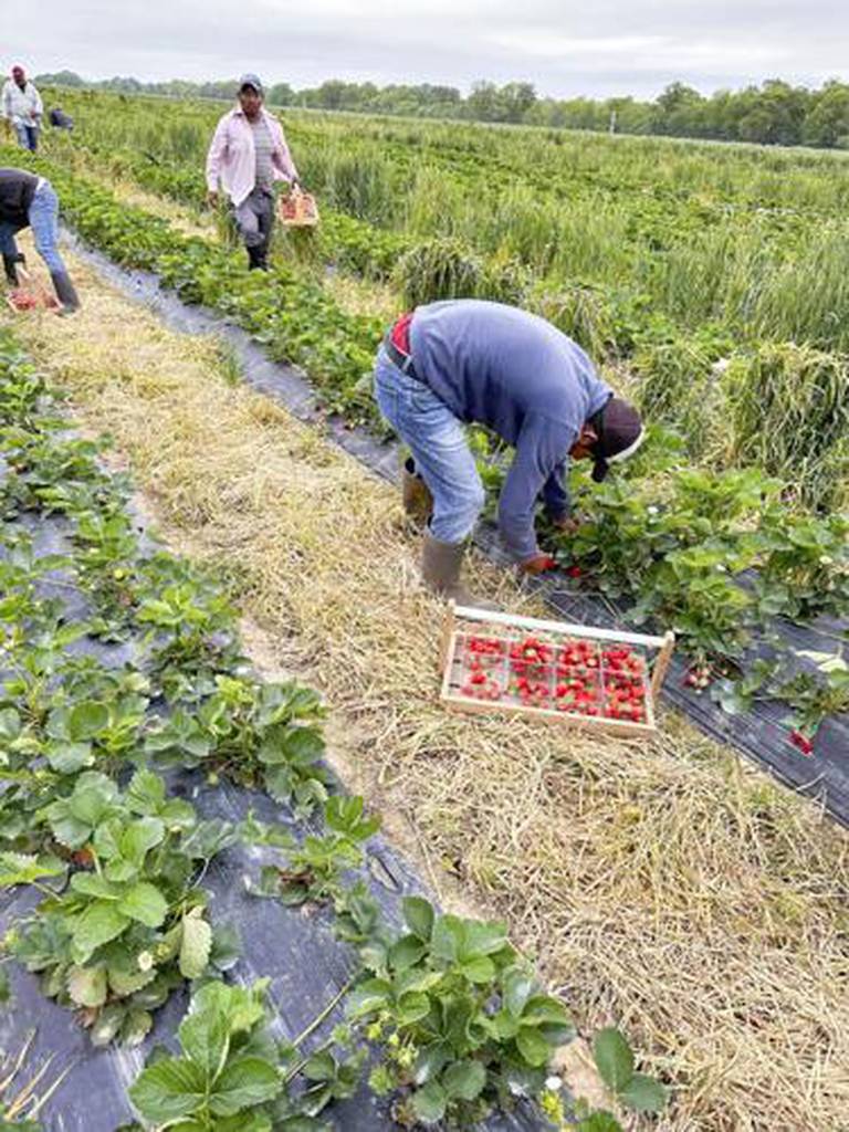 Workers pick strawberries at Flamm Orchards in Cobden. The harvest of that crop turned out “berry” good this season despite a topsy turvy weather pattern in recent months.