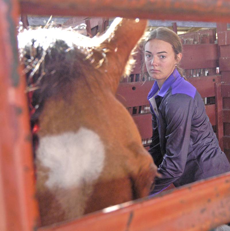 Jenavieve Schumacher of Dixon adjusts equipment on her horse Windston on Sunday, July 27, 2025, at the Lee County Fair near Amboy.