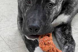 Young dog ready to put rough start in rearview mirror