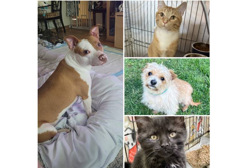 The Herald-News presents this week’s Pets of the Week. Read the description of each pet to find out about it, including where it can be adopted in Will County.
