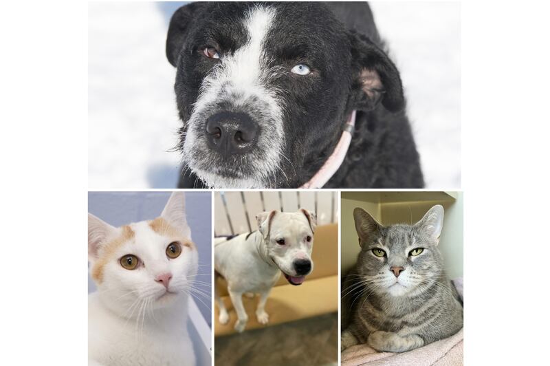 The Herald-News presents this week’s Pets of the Week. Read the description of each pet to find out about that pet, including where he or she can be adopted.