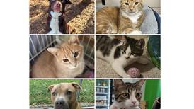 Will County Pets of the Week: Dec. 23, 2024
