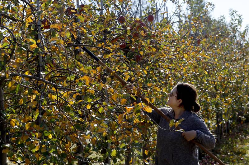 Wendy Johnson picks apples on Thursday, Nov. 7, 2024, for the Northfield Food Pantry at Stade's Farm north of Johnsburg. Every year at the end of the season, Stade's Farm owner Vernon Stade invites nonprofits, food pantries and other organizations to come pick what's left in their fields for free.