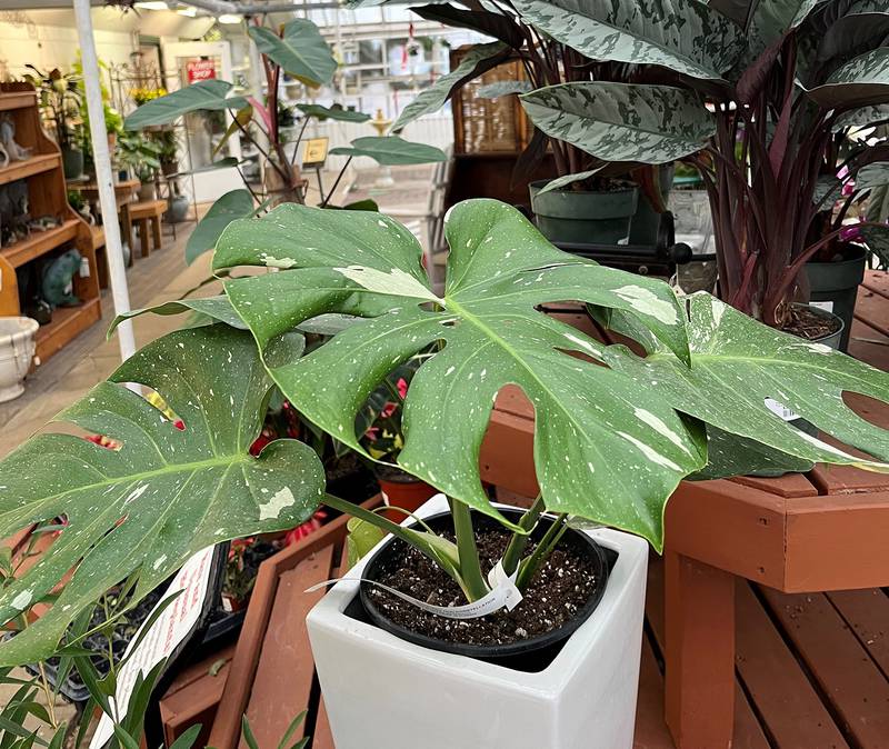 Countryside Flower Shop - Three Great Options For Indoor Plants