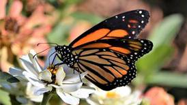 Romeoville continues work to preserve monarch butterfly 