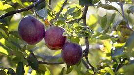 Donnie Appleseed Orchard closes early after tough season