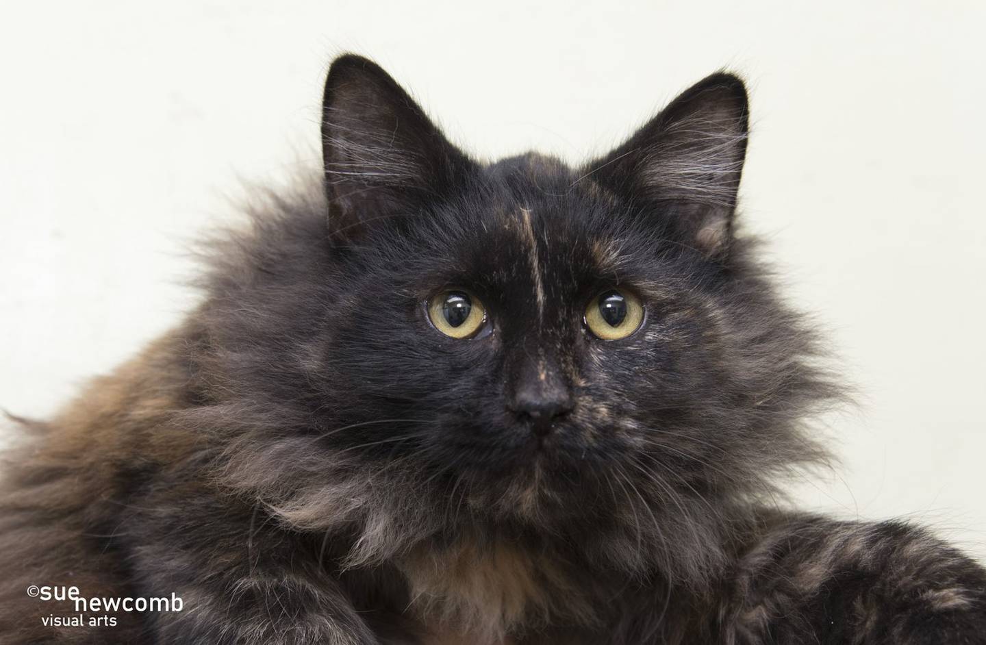 Sasha is a domestic long hair who was transferred from a downstate Illinois animal control. She needs a patient adopter who has time to help her come out of her shell. Contact the Will County Humane Society at willcountyhumane.com and follow the instructions for the adoption process.