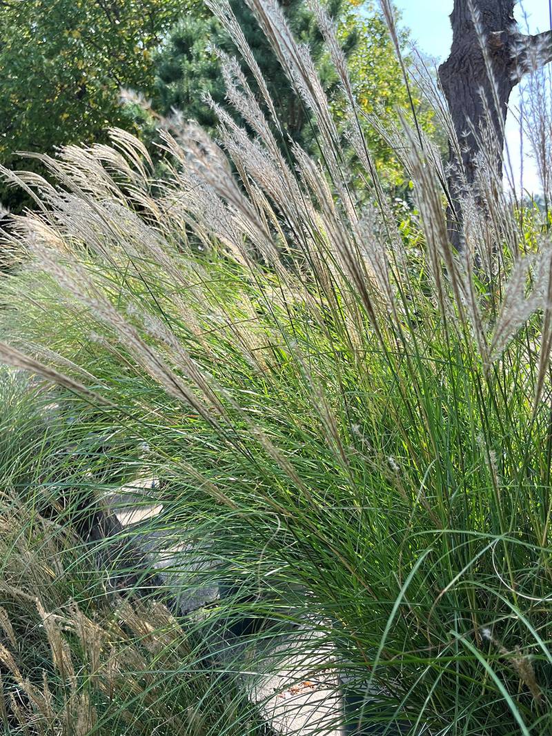 Countryside Flower Shop - Three Things to Know About Ornamental Grasses