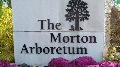 Fiery maples and golden ginkgos are some of the fall color showstoppers at Morton Arboretum