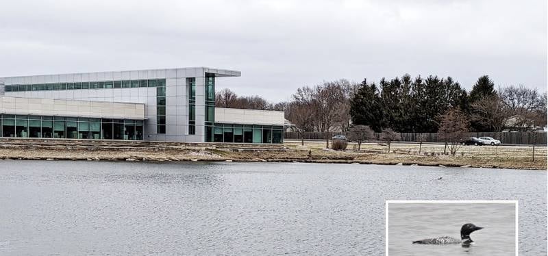 A common loon, on its way to its northern breeding grounds, stopped to rest and feed for a few days at the pond at Northwestern Medicine Delnor Hospital in Geneva. In the larger photo, the bird can be seen as a tiny black dot in the water below the cars.