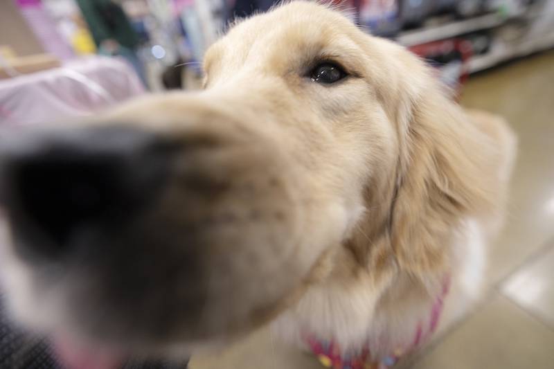 Millie will be back to work the next day after celebrating her birthday Tuesday, Feb. 25, 2025. The pup will be offering comfort during several forensic cases.