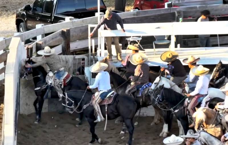 A cowboy delivers one of severals slaps to the head of horse during a rodeo. Screenshots used with permission from SHARKonline.org