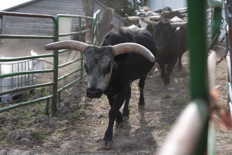 Riding bulls at Rugged Cross Cattle Company head into the holding area for practice with Dominic Dubberstine-Ellerbrock and other bull riders. Dominic will be competing in the 2022 National High School Finals Rodeo Bull Riding event on July 17th through the 23rd in Wyoming. Thursday, June 30, 2022 in Grand Ridge.