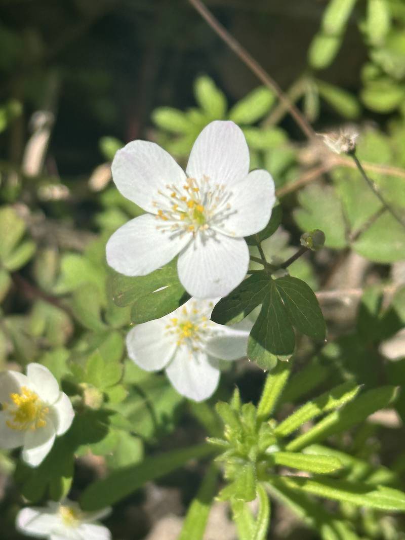 Eastern false anemone blooms along the trailhead to Illinois Canyon on Friday, April 19, 2024 at Starved Rock State Park.